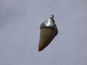 Fossil Shark's Tooth Pendant - ref. a15