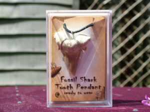 Large Fossil Shark's Tooth Pendant
