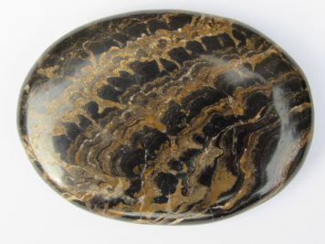 Stromatolite Palm Stone